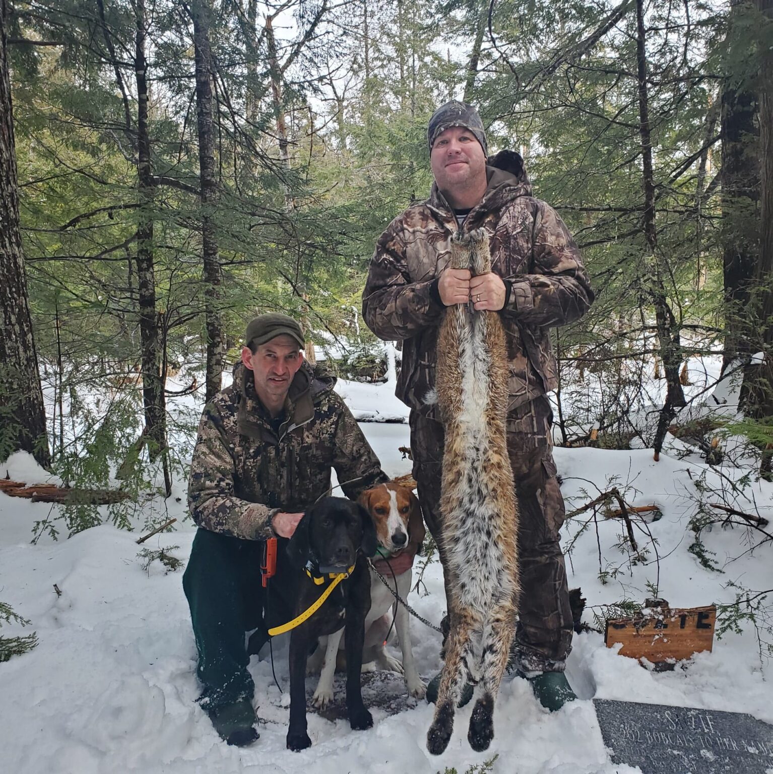 Bobcat Hunting with Hounds | Maine bobcat Hunting | Guided Bobcat Hunts