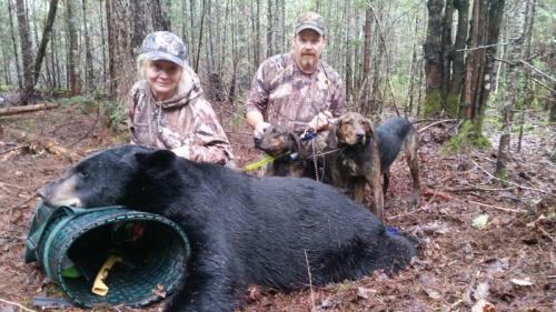 Black bear hunts in Maine