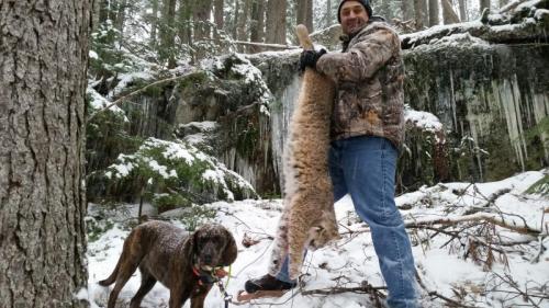 Bobcat hunt with hounds
