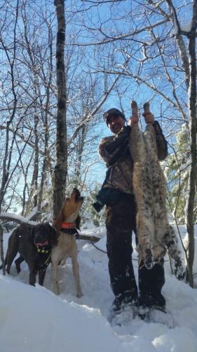 Guided bobcat hunt Maine