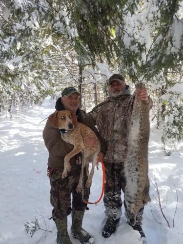 Maine Guided bobcat hunting