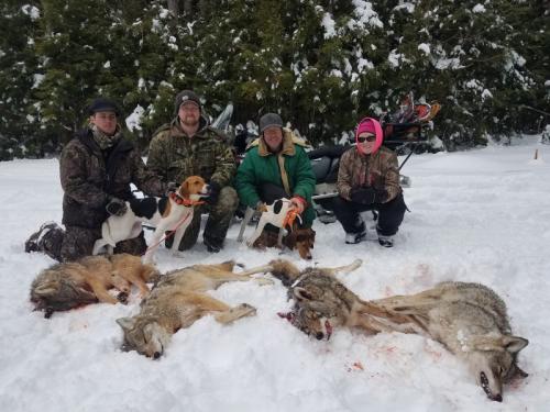 Coyote hunt in Maine 