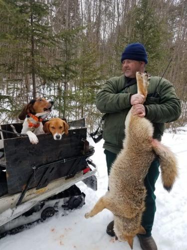 Coyote hunt in Maine 