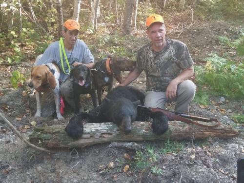 Maine guided bear hunt