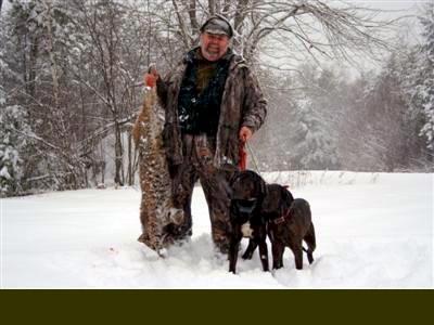 Maine guided  bobcat hunt