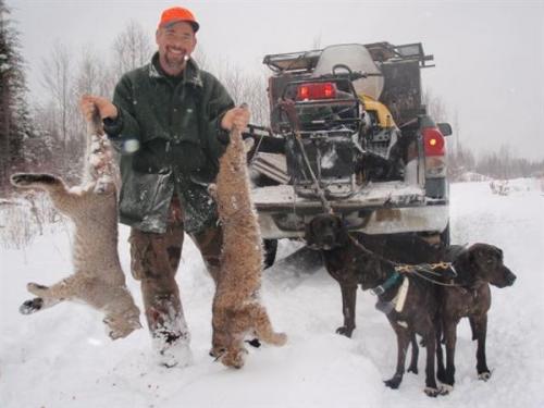 Maine guided bobcat hunting