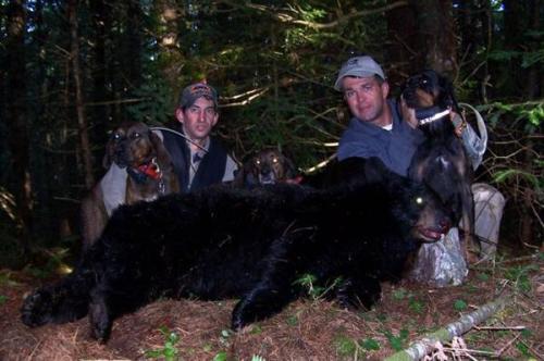 Maine blackbear hunts