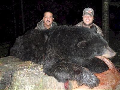 Maine guided bear hunt