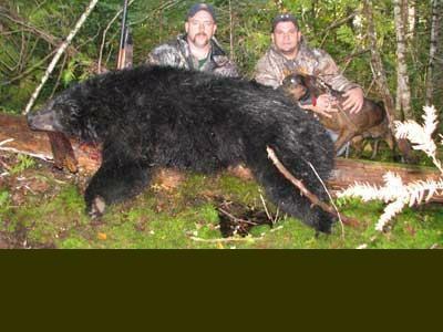 Bear hunt with hounds in Maine