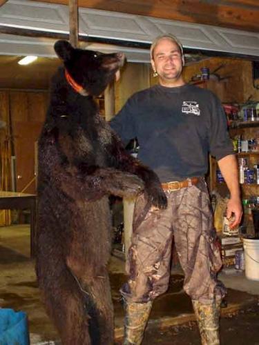 Maine guided black bear hunting