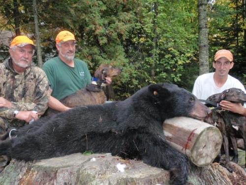 Maine guided blackbear hunts