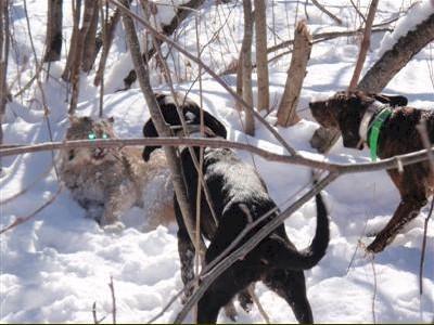 Hounds corning a Maine bobcat