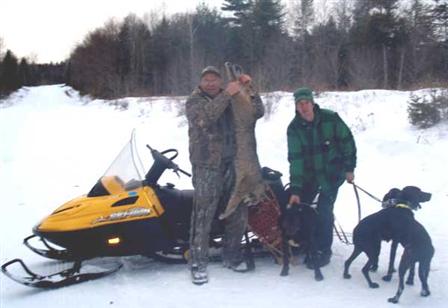 Bobcat hunting in Maine