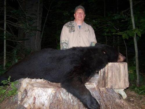 Maine bear hunts