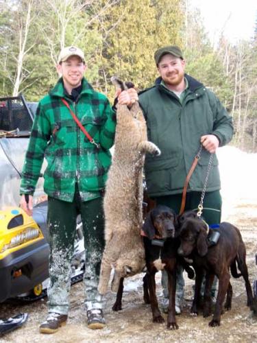 Bobcat hunts in Maine