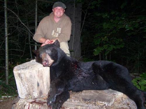 Maine bear hunting