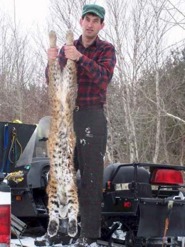 Maine bobcat hunting
