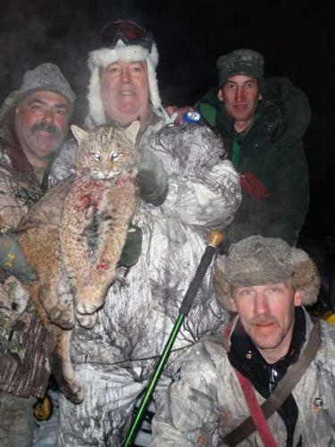Grand Lake Stream Maine guided bobcat hunts