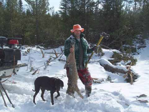 Guided bobcat hunting in Maine 