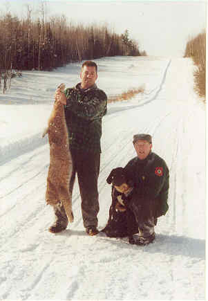 Maine guide services for bobcats