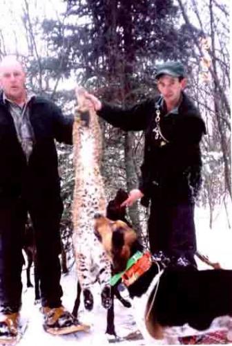 Maine bobcat hunts