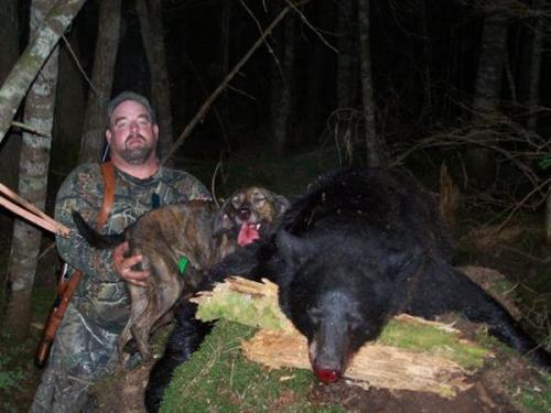 Blackbear hunting in Maine