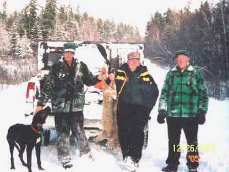 Bobcat hunts Maine
