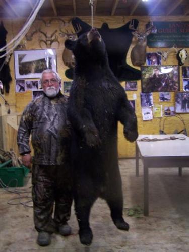Blackbear hunting over bait in Maine