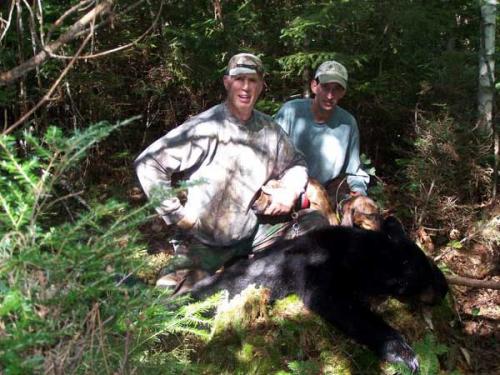 Blackbear hunting in Maine