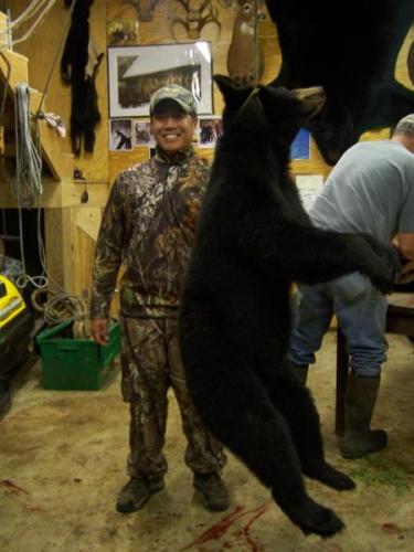 Guided bear hunting Maine