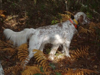 Hound hunting in Maine for upland birds