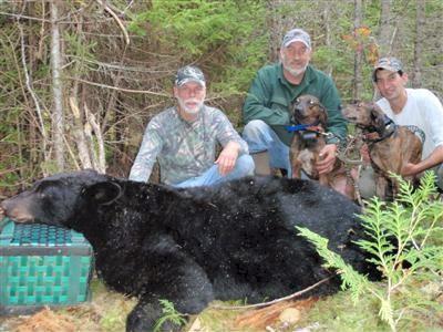 Black bear hunts with hounds in Maine