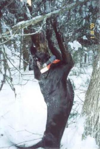 Maine guided services for bobcats