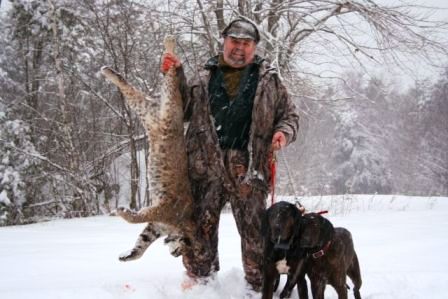Bobcat hound hunting in Maine