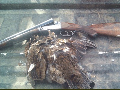 Maine guided grouse hunt