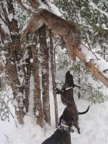Guide service for Bobcat hunting in Maine