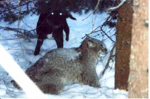 Maine bobcat hunt with hounds