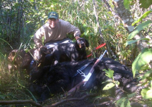 Maine blackbear guided hunting