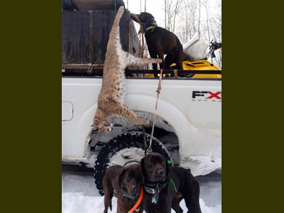 Washington County Maine bobcat hunt