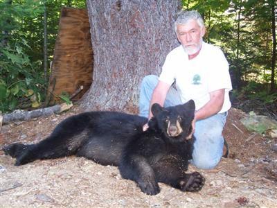 Maine bear hunts over bait