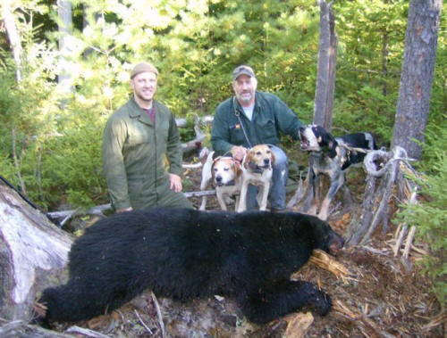 Trophy blackbear hunting in Maine