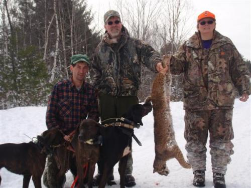 Bobcat hunting In Maine