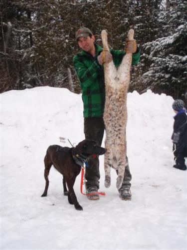 Hunting for bobcats in Maine