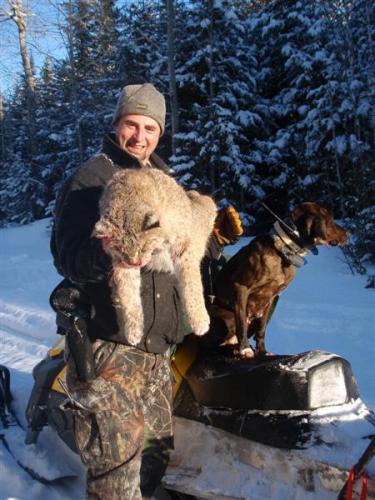 Maine bobcat hunts