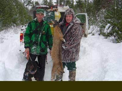 Trophy bobcat hunt in Maine