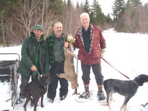 Guided Maine bobcat hunt with hounds